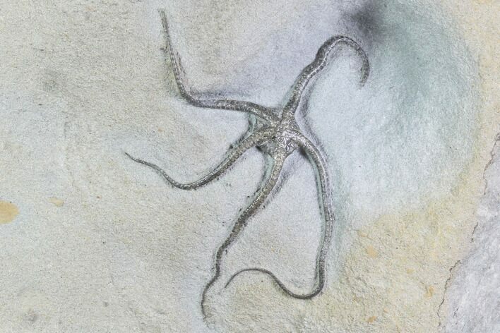 Exceptional, Jurassic Brittle Star (Palaeocoma) - Lyme Regis #93977